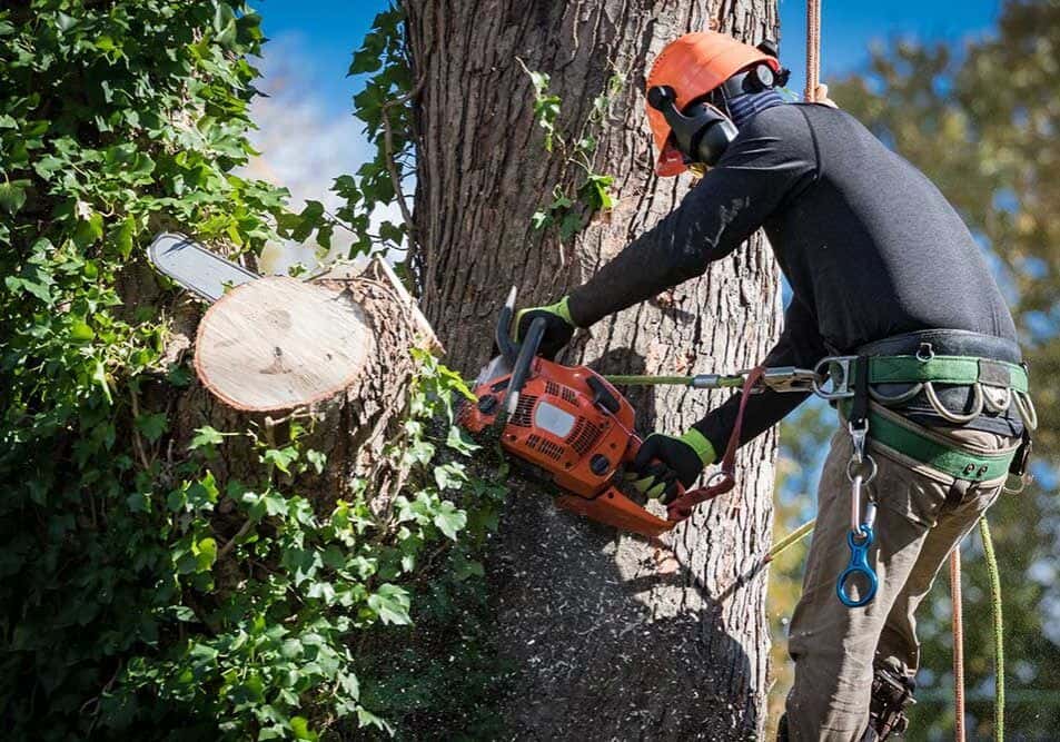 Hero image for Tree Rite of Omaha